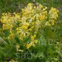 Primula veris - Gulden Sleutelbloem - BIODYNAMISCH