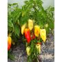 Paprika - Ferenc Tender - BIODYNAMISCH - 50% korting - verminderde kiemkracht