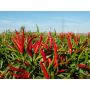 Chilipeper/Spaanse peper - Red Gunda - BIODYNAMISCH