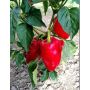 Buitenpaprika - Ronde Hongaarse - BIO