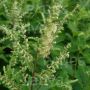 Teucrium scorodonia - Valse salie / Gamander - BIODYNAMISCH