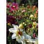 Dahlia hortensis - Dahlia eenjarig "Unwins Mix" - BIODYNAMISCH