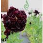 Papaver somniferum var. paeoniflorum - Sierpapaver 'Black Peony' - BIODYNAMISCH