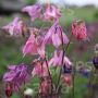 Aquilegia hybrida - Akelei - BIODYNAMISCH