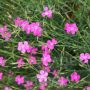 Dianthus deltoides - Steenanjer - BIODYNAMISCH