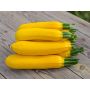 Courgette geel - Solara - BIODYNAMISCH