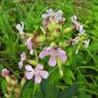 Saponaria officinalis - Zeepkruid - BIO