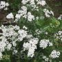 Achillea millefolium spp. colina - Duizendblad - BIODYNAMISCH