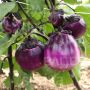 Aubergine - Tonda Violetta - BIODYNAMISCH