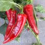 Chilipeper - Gorria - BIODYNAMISCH