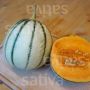 Charentais Meloen - Selene N1 - BIO