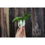 Pak Choi - Tiny Bok Choi - BIODYNAMISCH