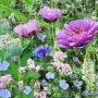 Bloemenmengeling éénjarig - Violetta - BIO