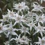 Leontopodium alpinum - Edelweiss - BIODYNAMISCH