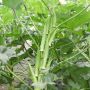 Okra - Pabhoi - BIODYNAMISCH