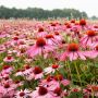 Echinacea purpurea - Rode zonnehoed - BIO