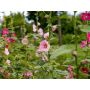 Alcea rosea - Stokroos 'Lene' - BIODYNAMISCH