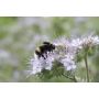 Visselhöveder hommelbloemen - 30 g - voor 10 m² - BIO