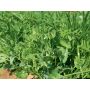 Winterleguminozen 25 g - voor 5 m² - BIO