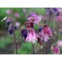 Aquilegia vulgaris - Akelei - BIODYNAMISCH