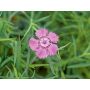 Dianthus amurensis - Chinese anjer - BIODYNAMISCH
