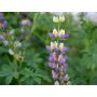 Lupinus mutabilis - Andeslupine - BIODYNAMISCH