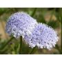 Trachymene coerulea - Blauwe kantbloem - BIODYNAMISCH
