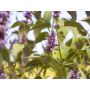 Agastache rugosa - Koreaanse munt - BIODYNAMISCH