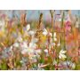 Gaura lindheimeri - Prachtkaars - BIODYNAMISCH