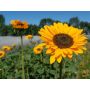 Helianthus annuus - Zonnebloem vertakt 'Sinja' - BIODYNAMISCH
