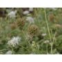 Scabiosa stellata - Duifkruid - BIODYNAMISCH