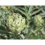 Artisjok - Green Globe - BIO
