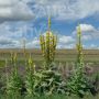 Verbascum densiflorum - Molène à fleurs denses - BIODYNAMIQUE