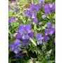 Viola cornuta - Hoornviooltje - BIODYNAMISCH