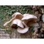 Blauwe oesterzwam - Pleurotus ostreatus - 200 entpluggen