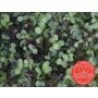Kiemgroente Mosterdkers Sinapsis alba 50g - BIO