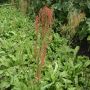 Rumex ambiguus - Tuinzuring - BIO