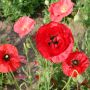 Klaproos gemengd - Papaver rhoeas - BIO