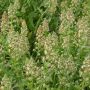 Reseda odorata - Reseda - BIODYNAMISCH - 50% korting wegens verminderde kiemkracht