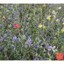 Bloemenmengsel - Akkerbloemen - BIO