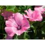 Lavatera trimestris - Grootbloemige lavatera - BIODYNAMISCH - 50% korting wegens verminderde kiemkracht