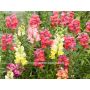 Antirrhinum majus - Leeuwenbekje - BIODYNAMISCH