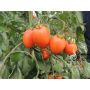 Tomaat - Carmen - BIODYNAMISCH