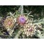 Artisjok - Green Globe - BIODYNAMISCH