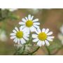 Matricaria chamomilla - Echte kamille - BIODYNAMISCH