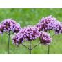 Verbena bonariensis - Ijzerhard - BIODYNAMISCH