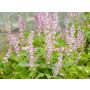 Salvia sclarea - Scharlei (Muskaatsalie) - BIODYNAMISCH