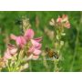 Esparcette/Sainfoin - BIO