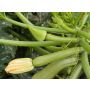 Courgette - Alberello - BIODYNAMISCH