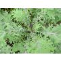 Boerenkool - Red Russian Kale - BIODYNAMISCH